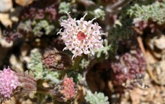 Chaenactis douglasii alpina