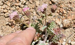 Chaenactis douglasii alpina