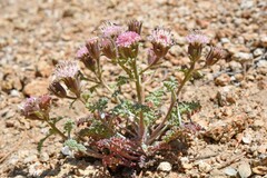 Chaenactis douglasii alpina