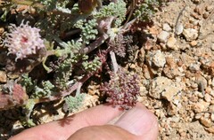 Chaenactis douglasii alpina