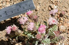 Chaenactis douglasii alpina