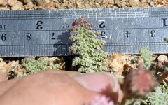 Chaenactis douglasii alpina