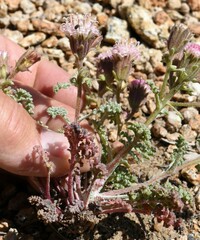 Chaenactis douglasii alpina
