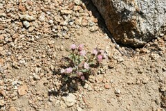 Chaenactis douglasii alpina