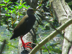 Pardirallus nigricans