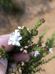 Agathosma planifolia