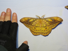 Copaxa winbrechliniani