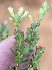 Agathosma planifolia