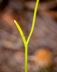 Thelymitra apiculata