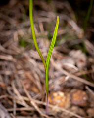 Thelymitra apiculata