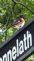 Pipilo erythrophthalmus