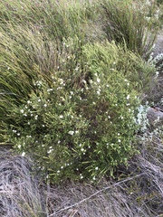 Agathosma planifolia