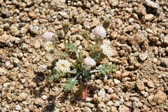 Chaenactis douglasii alpina