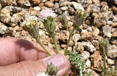 Chaenactis douglasii alpina