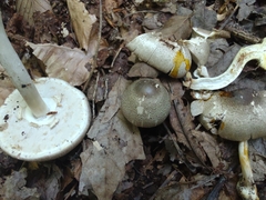 Agaricus pocillator