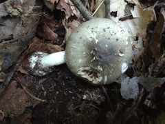 Agaricus pocillator
