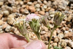 Chaenactis douglasii alpina