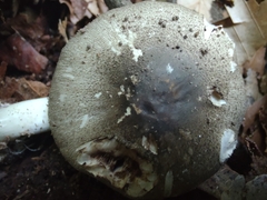 Agaricus pocillator