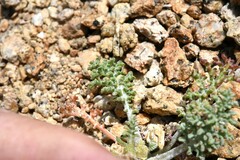 Chaenactis douglasii alpina