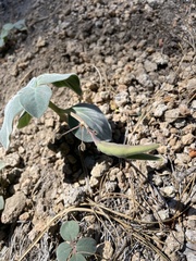 Cycladenia humilis