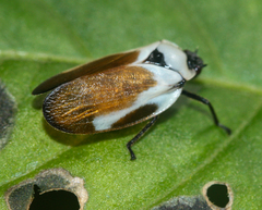 Sphenorhina quadrifera