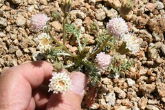 Chaenactis douglasii alpina