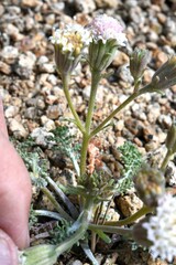 Chaenactis douglasii alpina