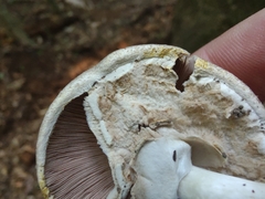 Agaricus pocillator