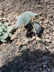 Cycladenia humilis