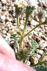 Chaenactis douglasii alpina