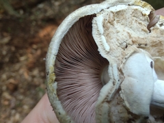 Agaricus pocillator