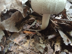 Agaricus pocillator