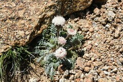 Chaenactis douglasii alpina