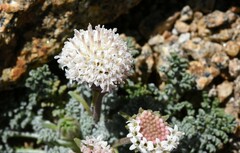 Chaenactis douglasii alpina