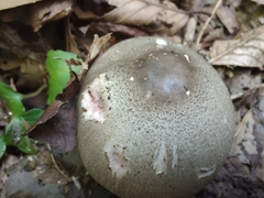 Agaricus pocillator