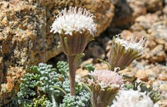 Chaenactis douglasii alpina