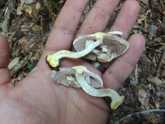 Agaricus pocillator