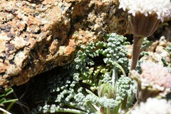 Chaenactis douglasii alpina