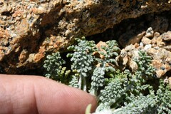 Chaenactis douglasii alpina