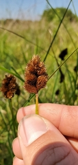 Carex tribuloides sangamonensis