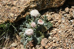 Chaenactis douglasii alpina