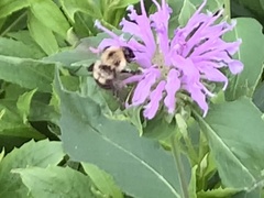 Bombus bimaculatus