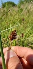 Carex tribuloides sangamonensis