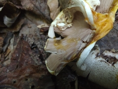 Agaricus pocillator