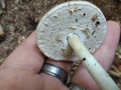 Agaricus pocillator
