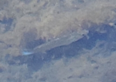 Poecilia latipinna