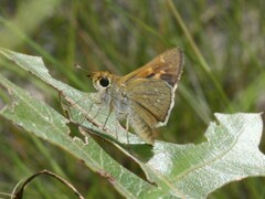 Hesperia attalus slossonae