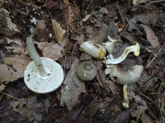 Agaricus pocillator