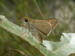 Hesperia attalus slossonae