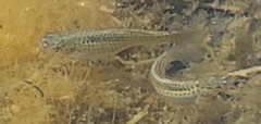 Poecilia latipinna